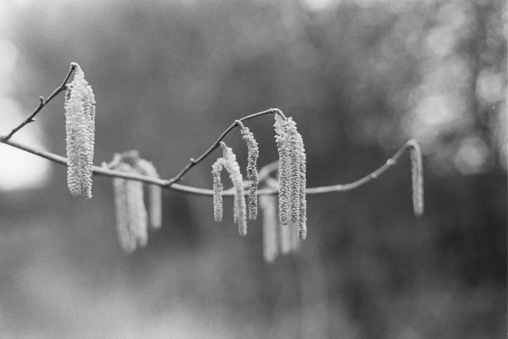 Catkins