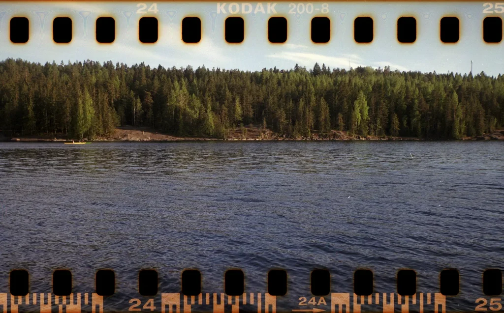 A view of a forest from a lake