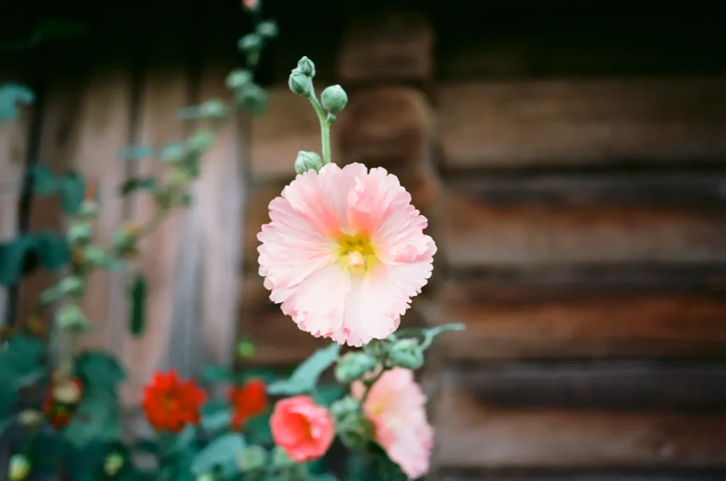 closeup photo of flower