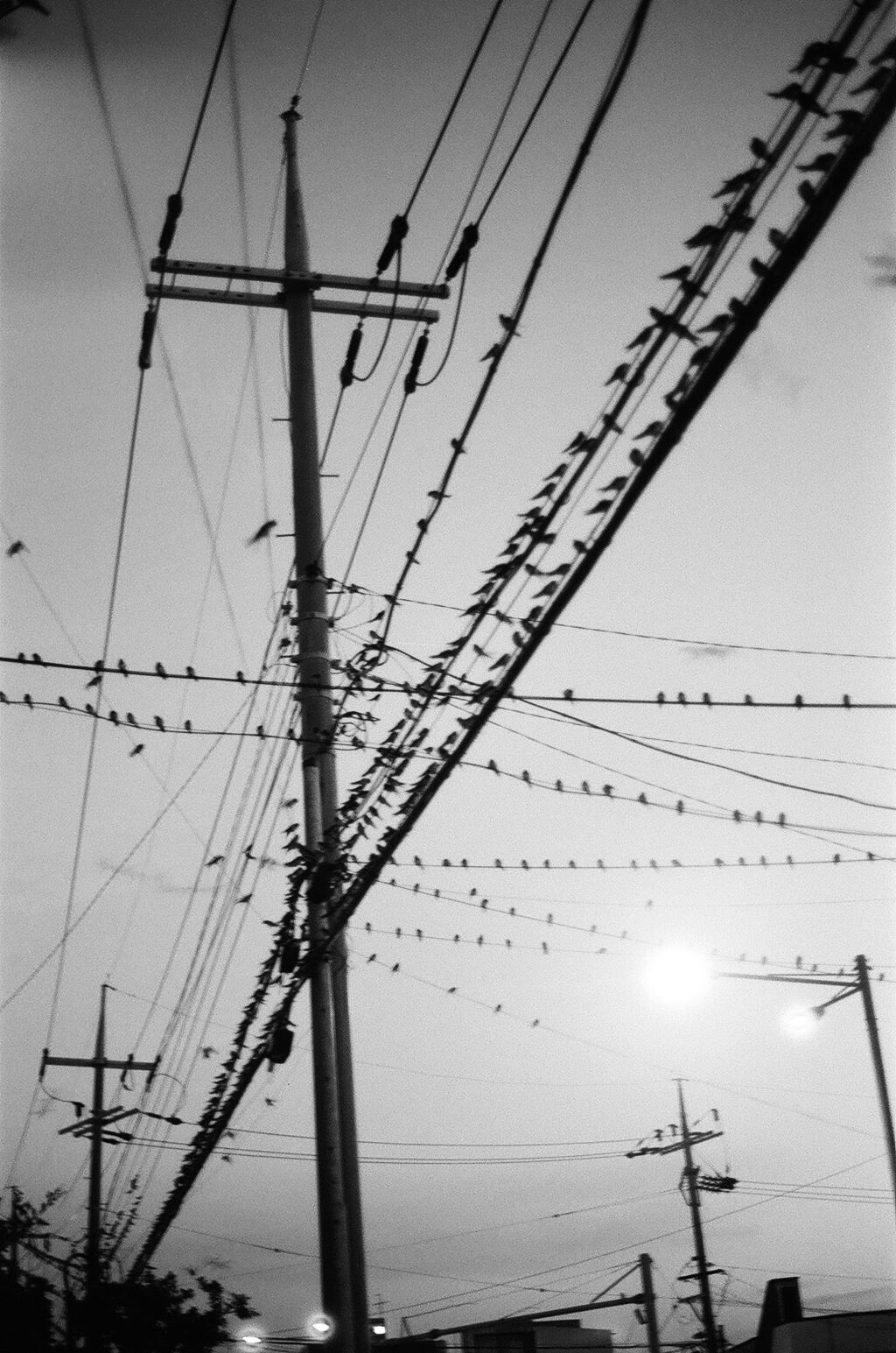 Sparrows at dusk