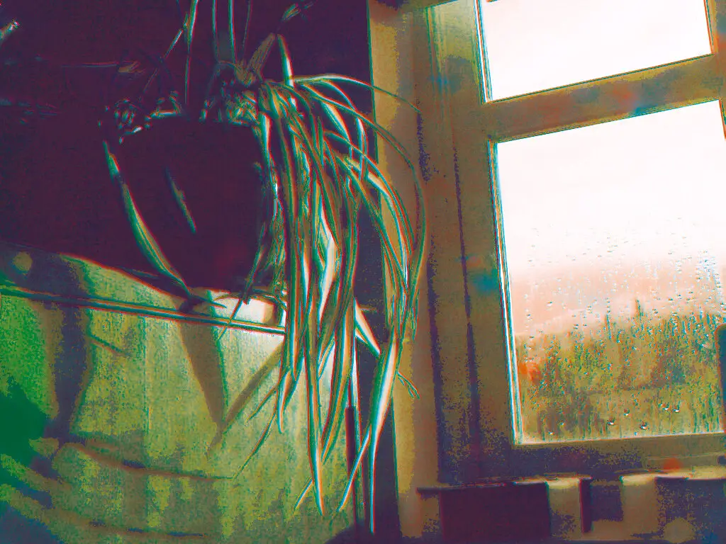 CMYK Quadchrome photo of a pot plant next to a window