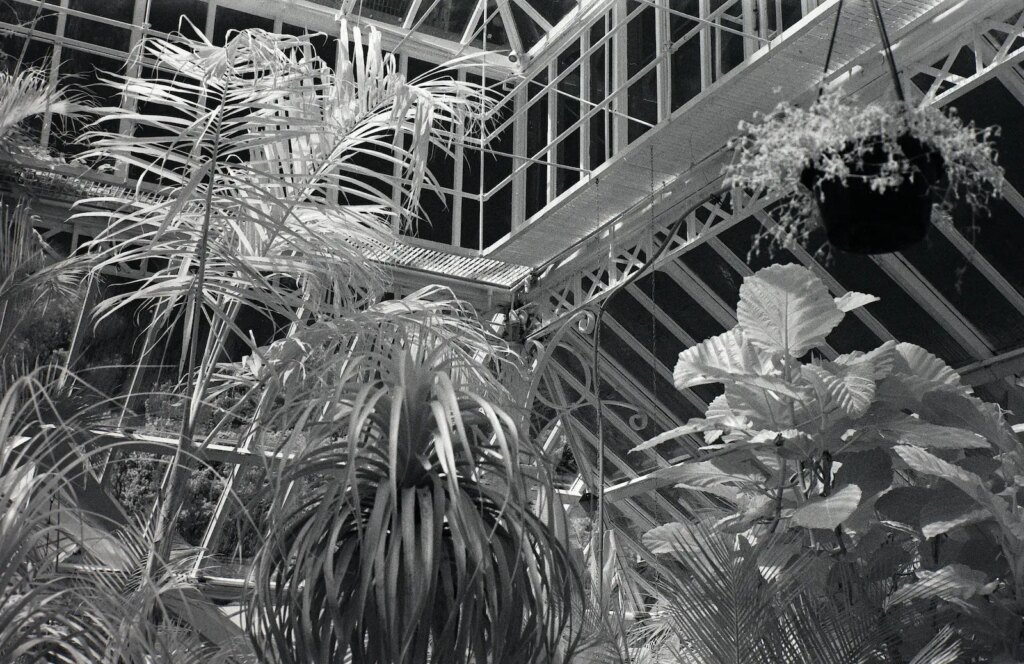Interior, Tropical House, Botanic Gardens, Dunedin.