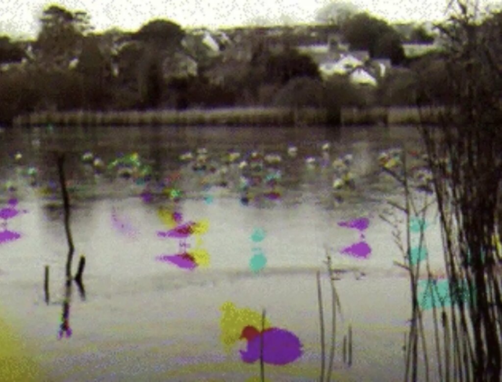 Still from a trichrome video of birds on water