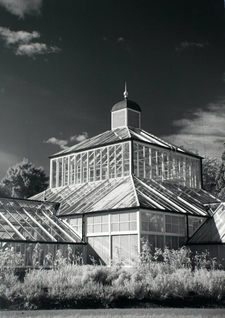 Trpoical House, Dunedin Botanic Gardens, Dunedin, New Zealandtaken with Zeiss Box Tengor 56/2 - Rollei Infrared 400/IR 720 infrared filter.