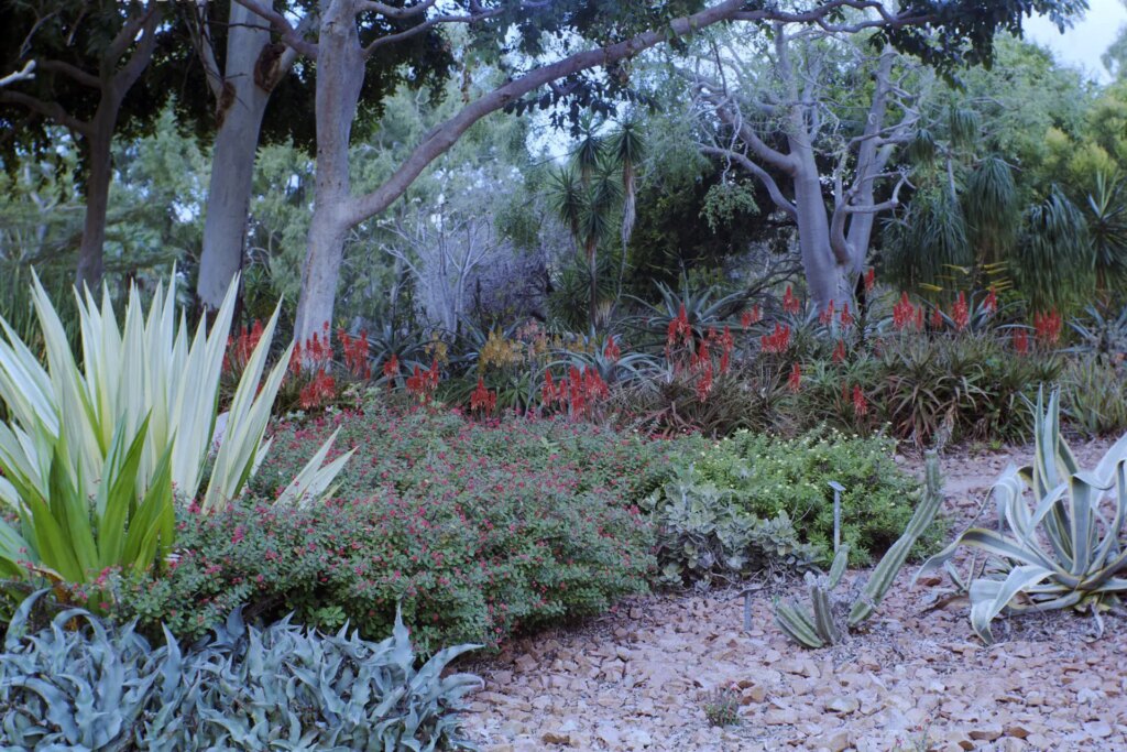 Cactus Garden, The Palmetum. Kodak Gold 200, F22. This focus setting used for this shot was 8m / 25 feet.