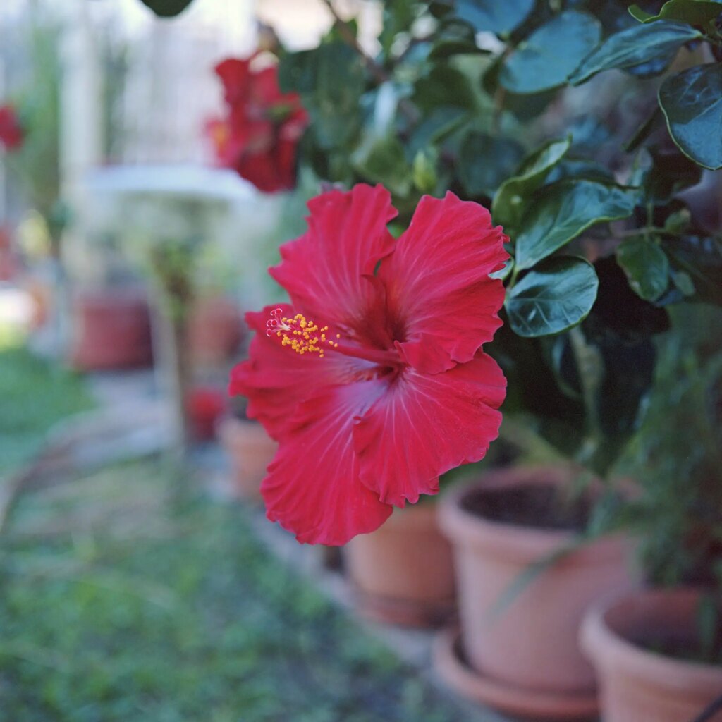 2 Hibiscus flower. Mamiya 6MF and close-up lens. F5.6. Portra 160.