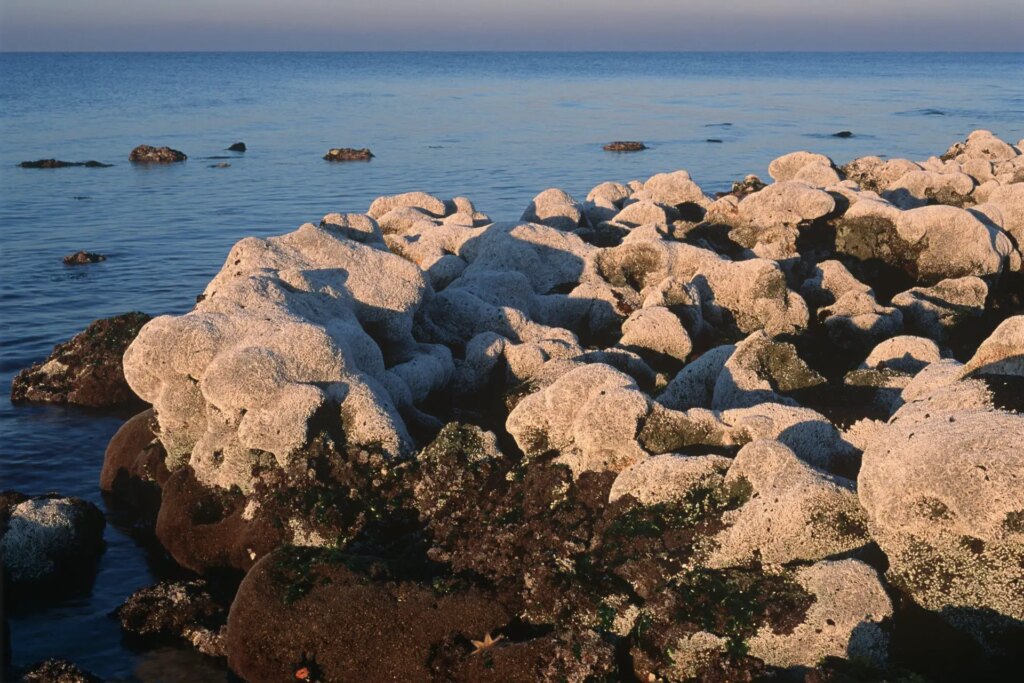 2 Warm dawn sunshine illuminates an intertidal reef created by the calcareous tubes of the marine polychaete worm, Galeolaria caespitosa, at Point Cook. The presence of polychaete worms tends to be an indicator of unpolluted water, which is interestingly juxtaposed here by the thin smog layer on the horizon. 