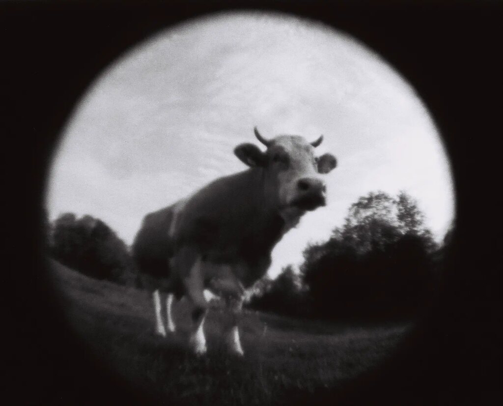 black and white fisheye photo of a cow in a field