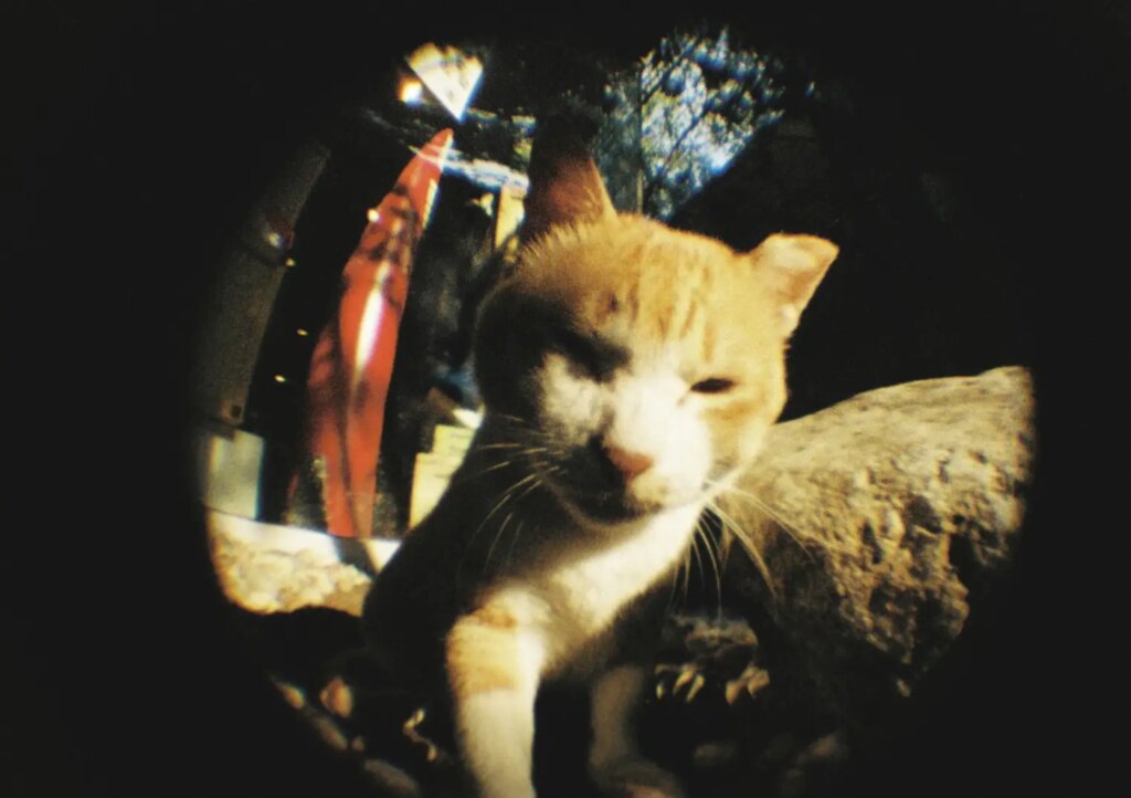 fisheye photo of a cat on color film