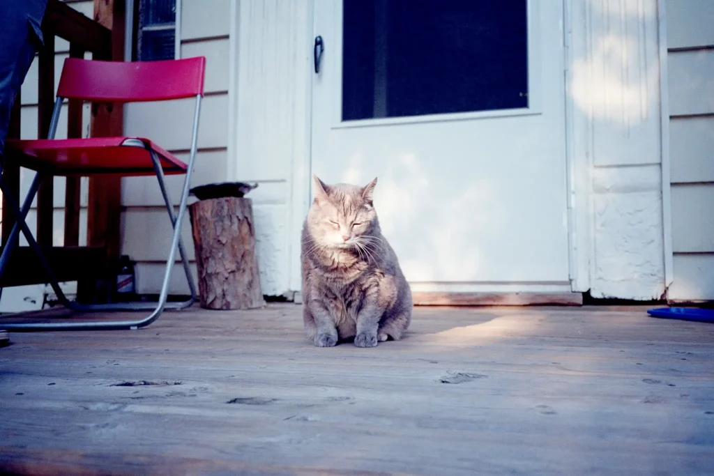Photo of cat sitting on a porch made with the Minolta TC-1
