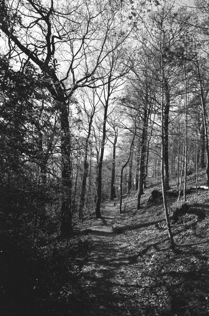 Brincliffe Woods