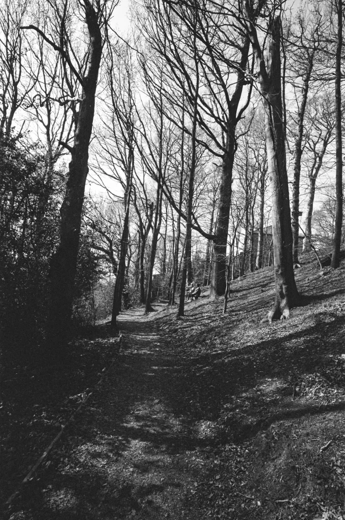 Brincliffe Woods