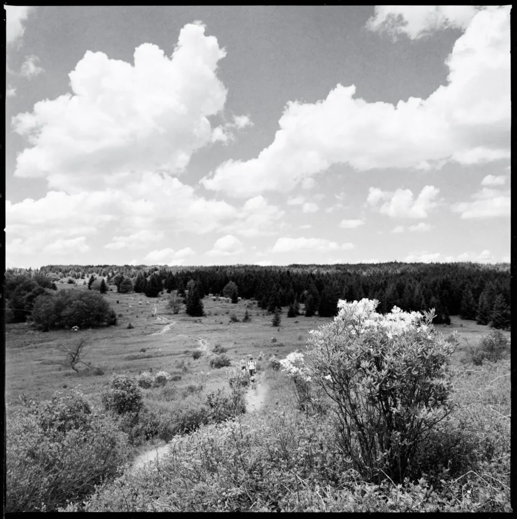 Distagon FLE - Azaleas and hikers on the Dolly Sods Plateau.