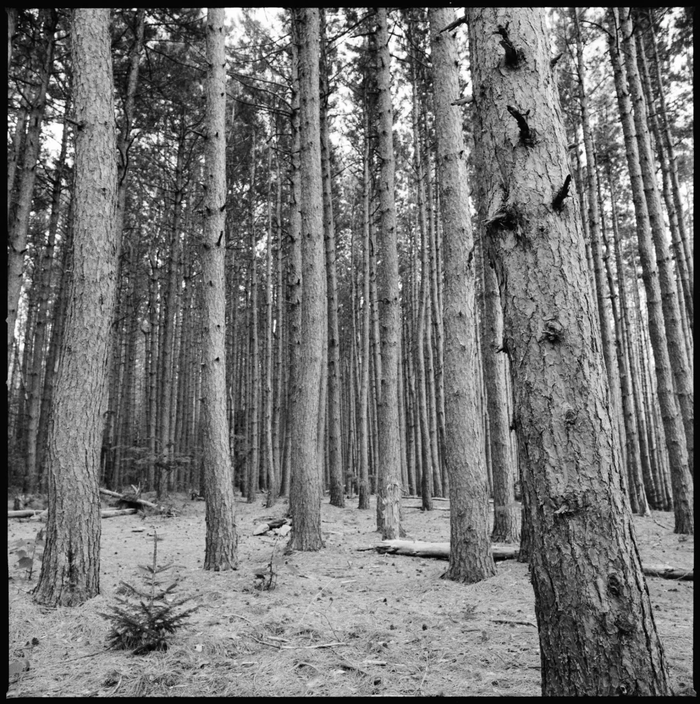 Distagon FLE- Pines in the shade.