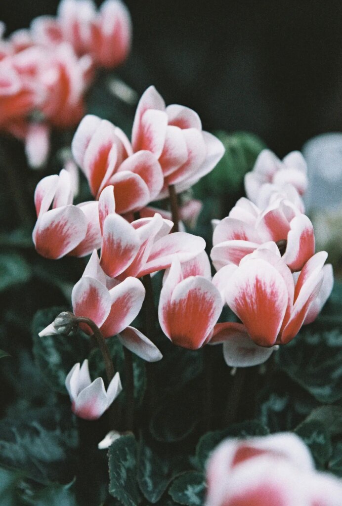 Sample image of pink flowers and green foliage on lomochrome color '92