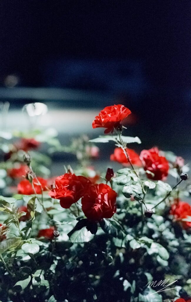 Night Roses