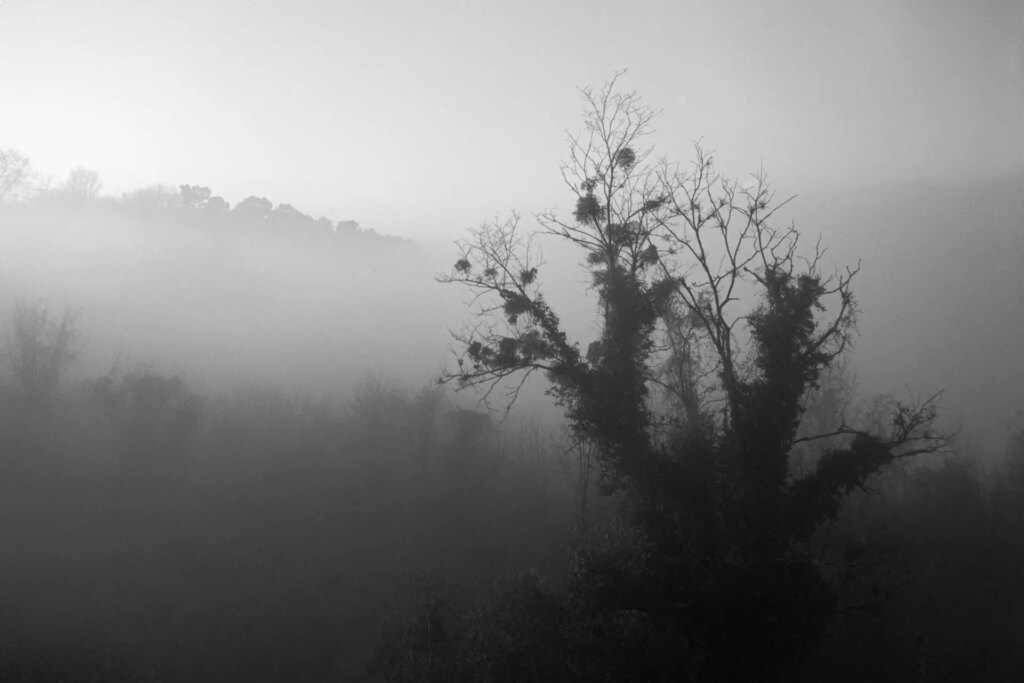 black and white photo of a tree without leaves in the fog