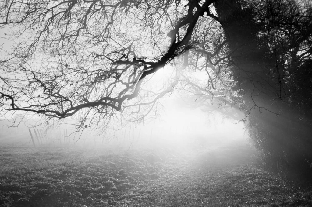 black and white photo of the sun shining through tree branches