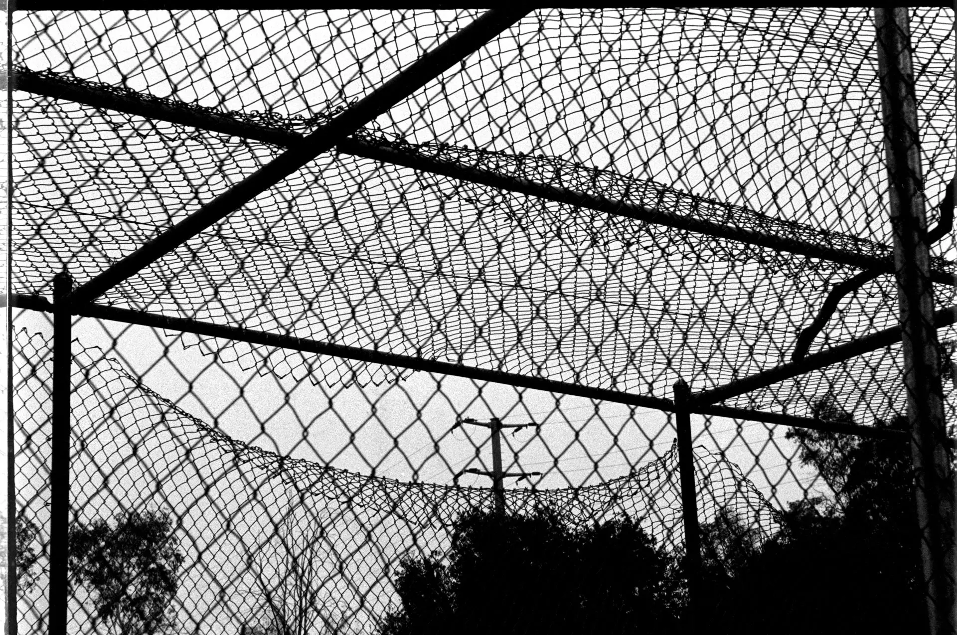 A shot of a telephone pole and trees as seen diagonally through a chain-link structure.