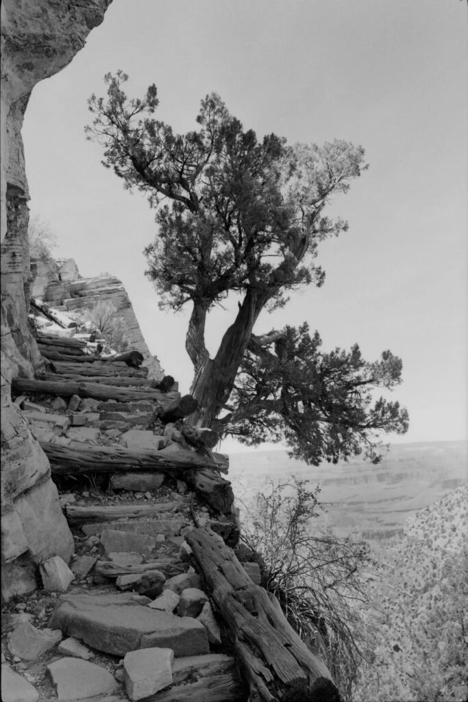 black and white photograph of a juniper tree growing out of the side of a cliff next to a steep trail constructed of wooden log steps