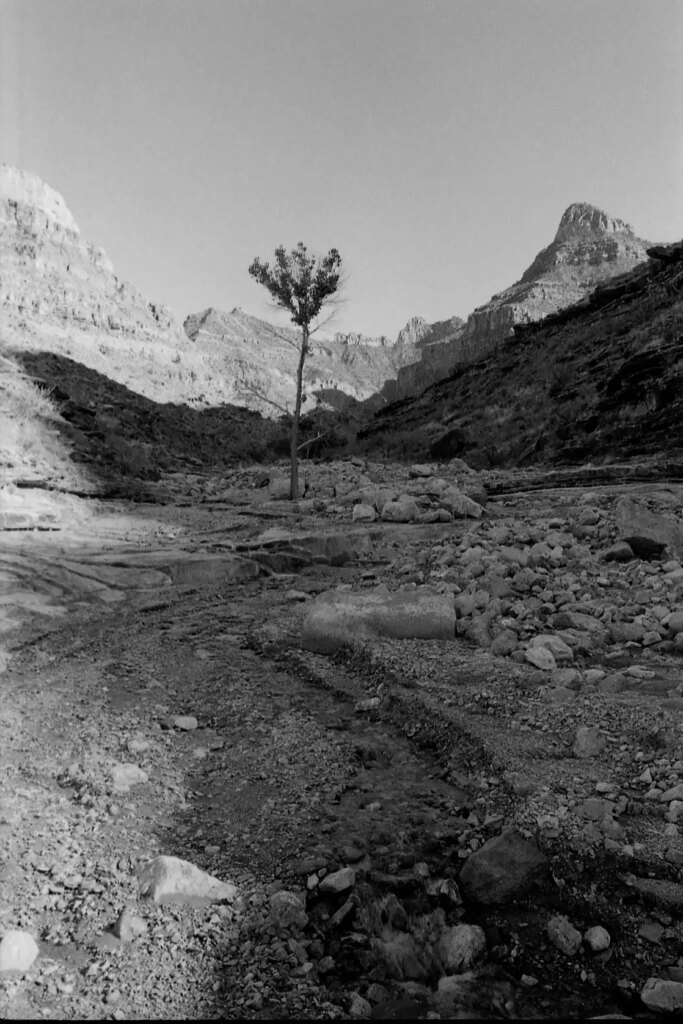 black and white photograph of a single tree growing in the middle of a mountain valley with a small creek flowing through the middle of the frame
