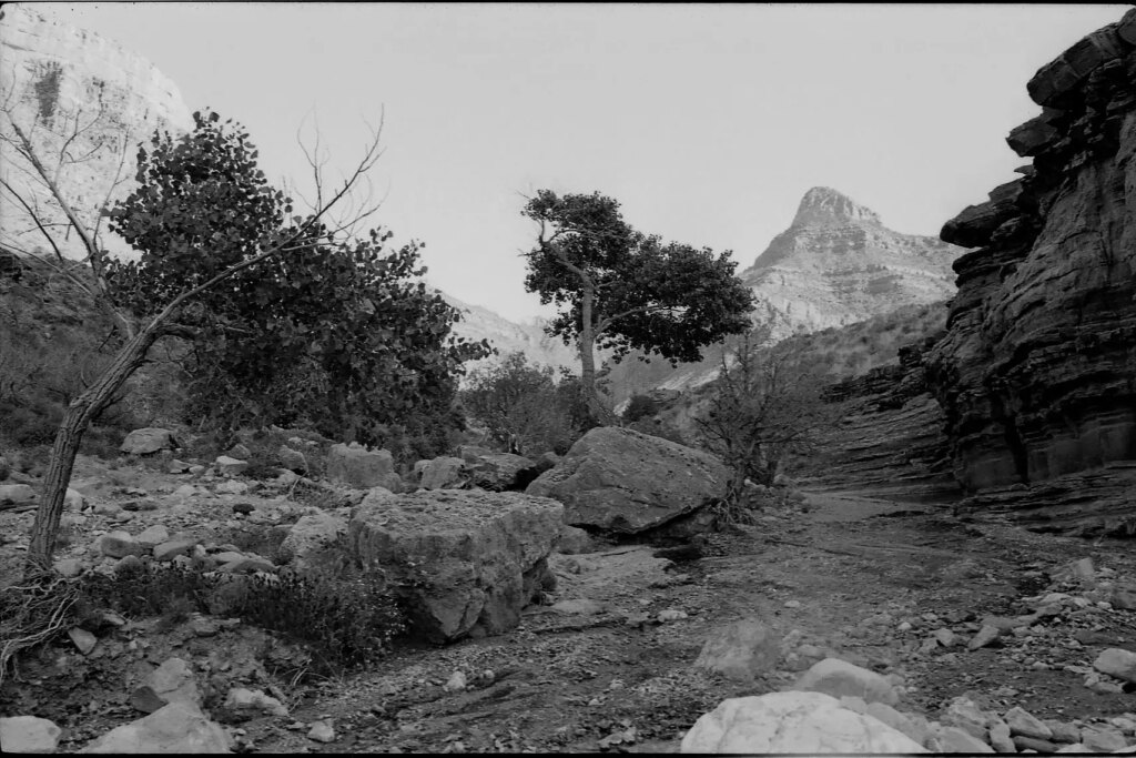 black and white photograph of cottonwood trees growing near a dry creek bed with a mountain peak in the distance