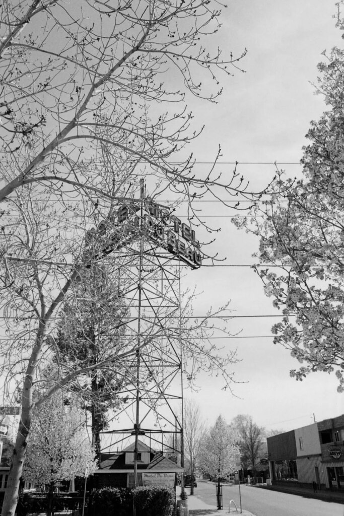 black and white photograph of a tall, vintage motel sign partly obstructed by tree branches full of young springtime buds.