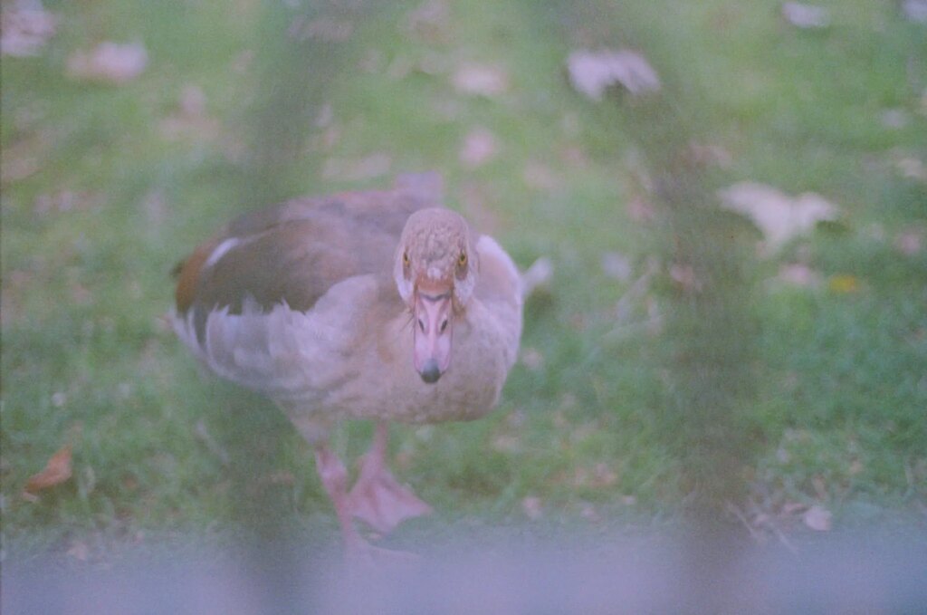 A bird in St James's Park.