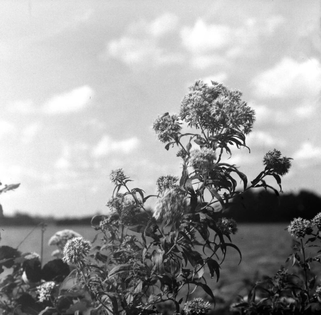 Foliage on the edge of a windy lake shot with a 240mm Dagor on Tri-X 320 4x5 XTOL 1+1§