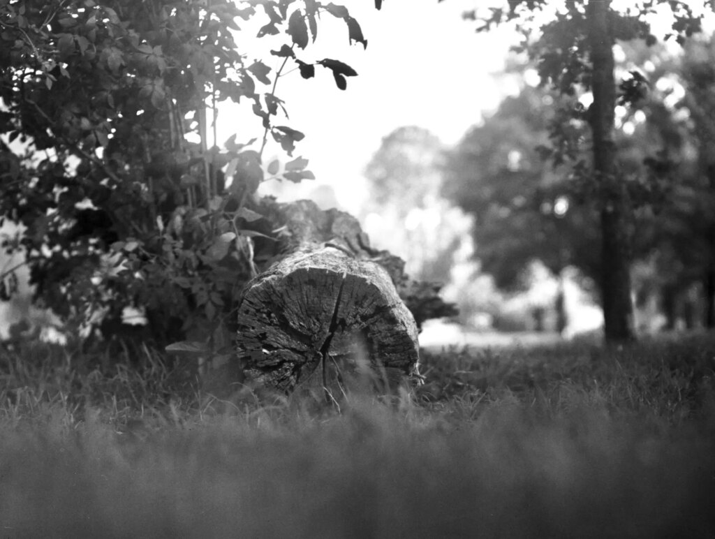 Fallen tree shot with a 240mm Dagor on Tri-X 320 4x5 XTOL 1+1§