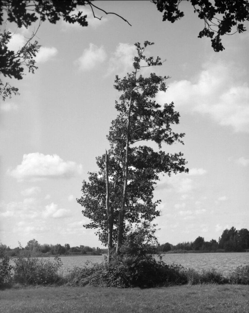 A tree on the edge of a windy lake shot with a 240mm Dagor on Tri-X 320 4x5 XTOL 1+1