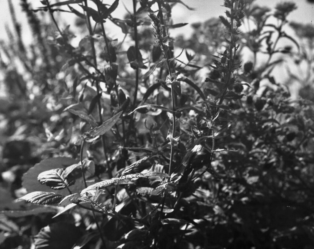 Foliage on the edge of a windy lake shot with a 240mm Dagor on Tri-X 320 4x5 XTOL 1+1§