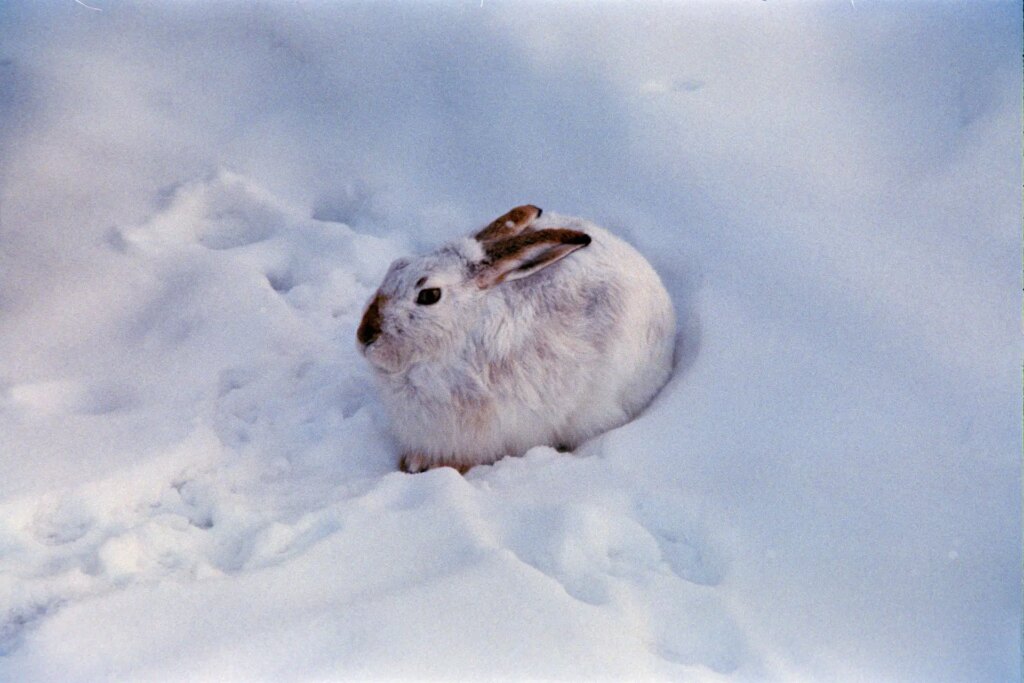Bunny in the winter snow.