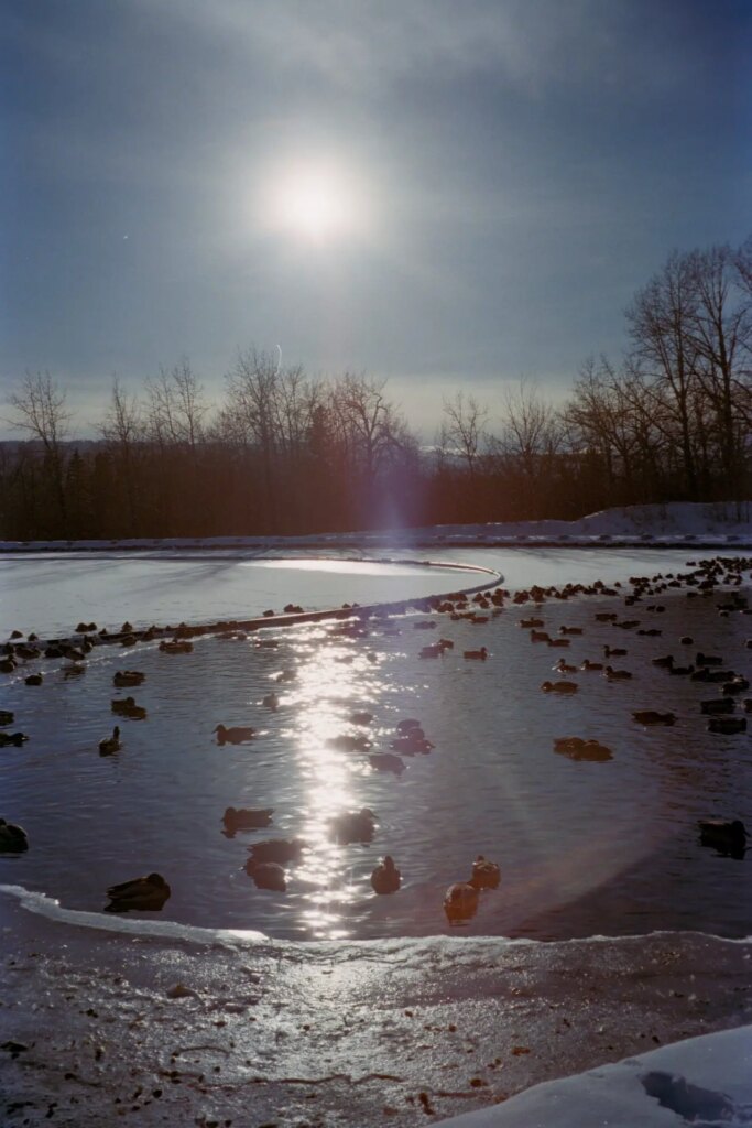 Ducks on the Pond before sundown