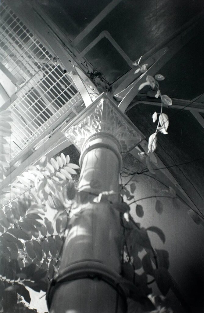 Trpoical House detail, Dunedin Botanic Gardens, Dunedin, New Zealandtaken with Zeiss Box Tengor 56/2 - Rollei Infrared 400/IR 720 infrared filter.