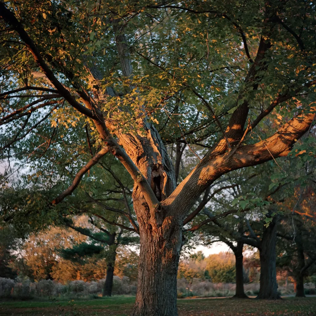 Rolleiflex MX-EVS 3.5