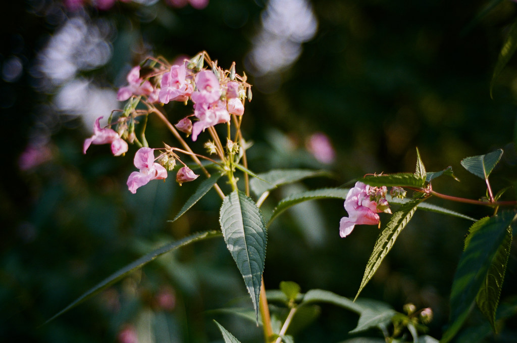 First roll with 50mm Sonnar