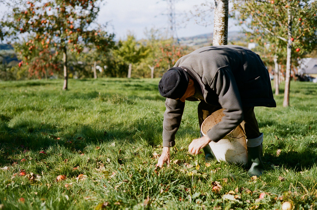 Wilces Cider