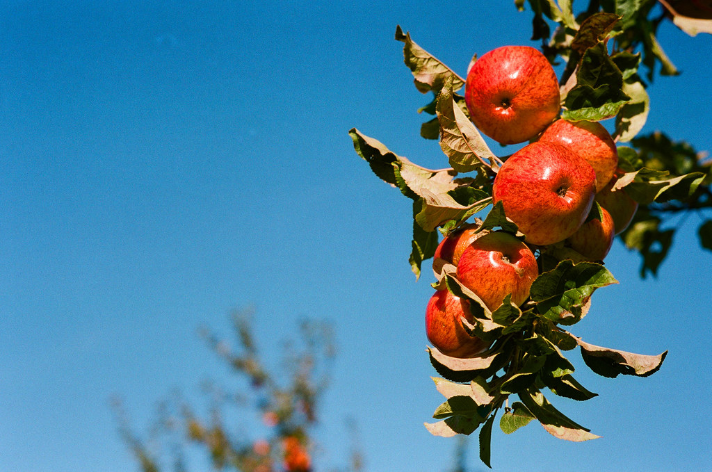 Wilces Cider