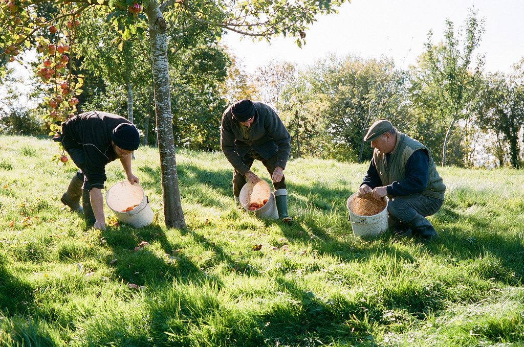 Wilces Cider