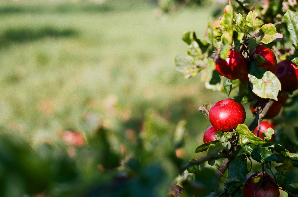 Wilces Cider