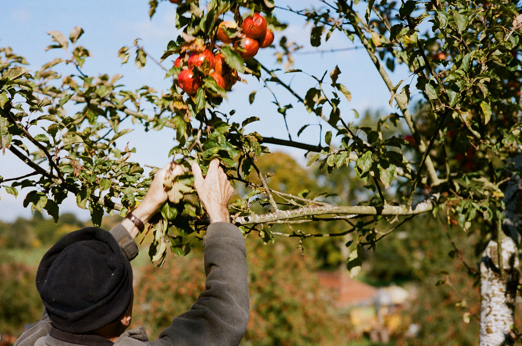 Wilces Cider