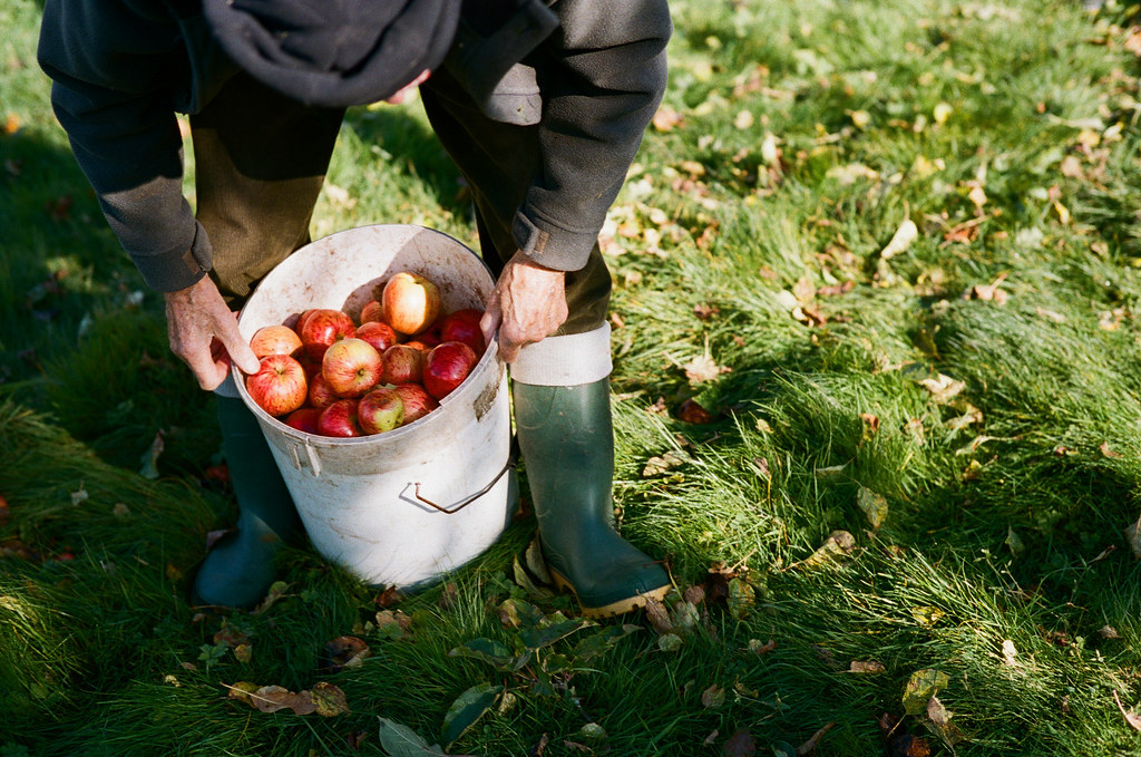 Wilces Cider