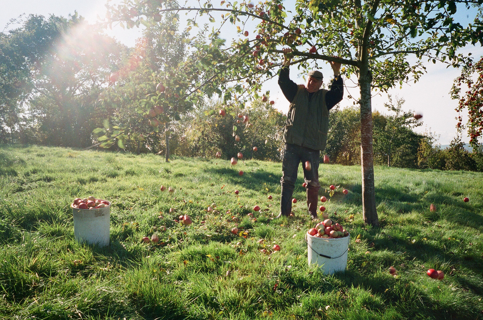 Wilces Cider