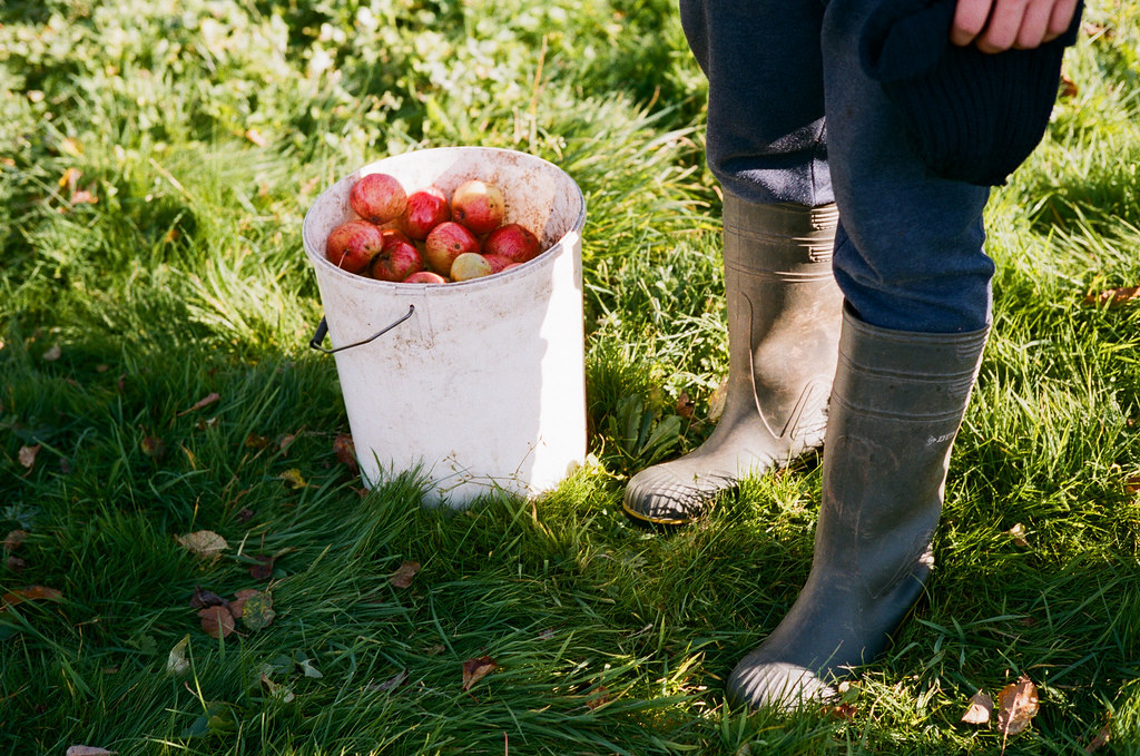 Wilces Cider