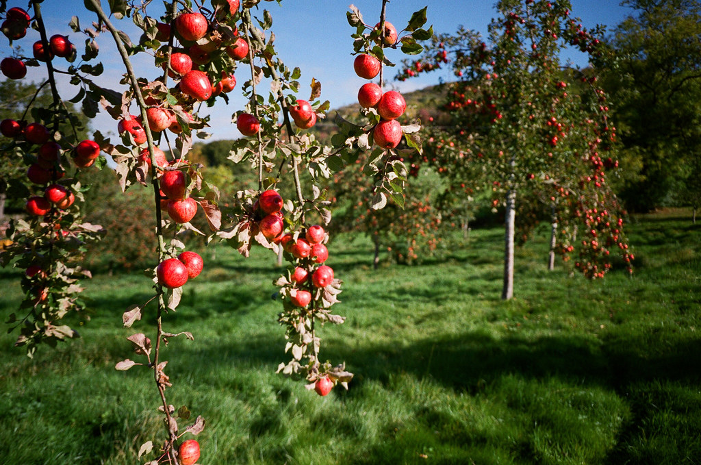 Wilces Cider