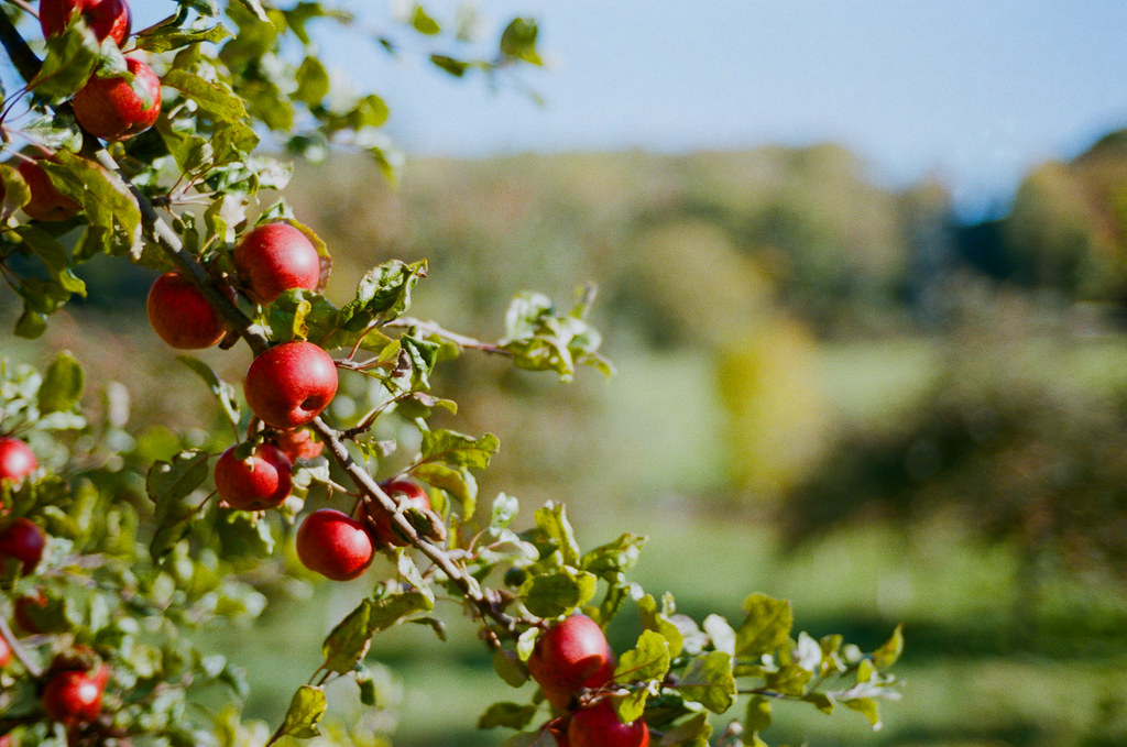 Wilces Cider