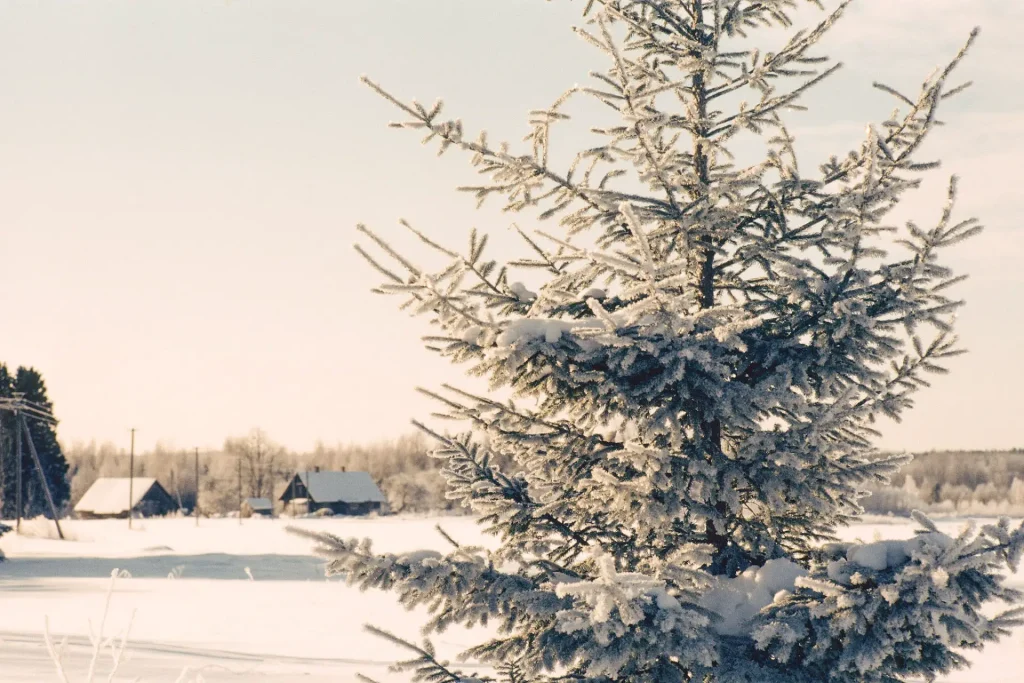 Photo of a christmas tree in winter shot on slide film.