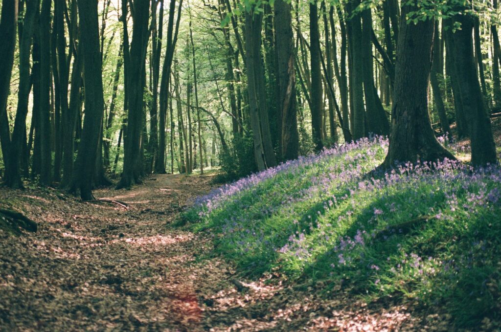 Bluebells, Kingwood