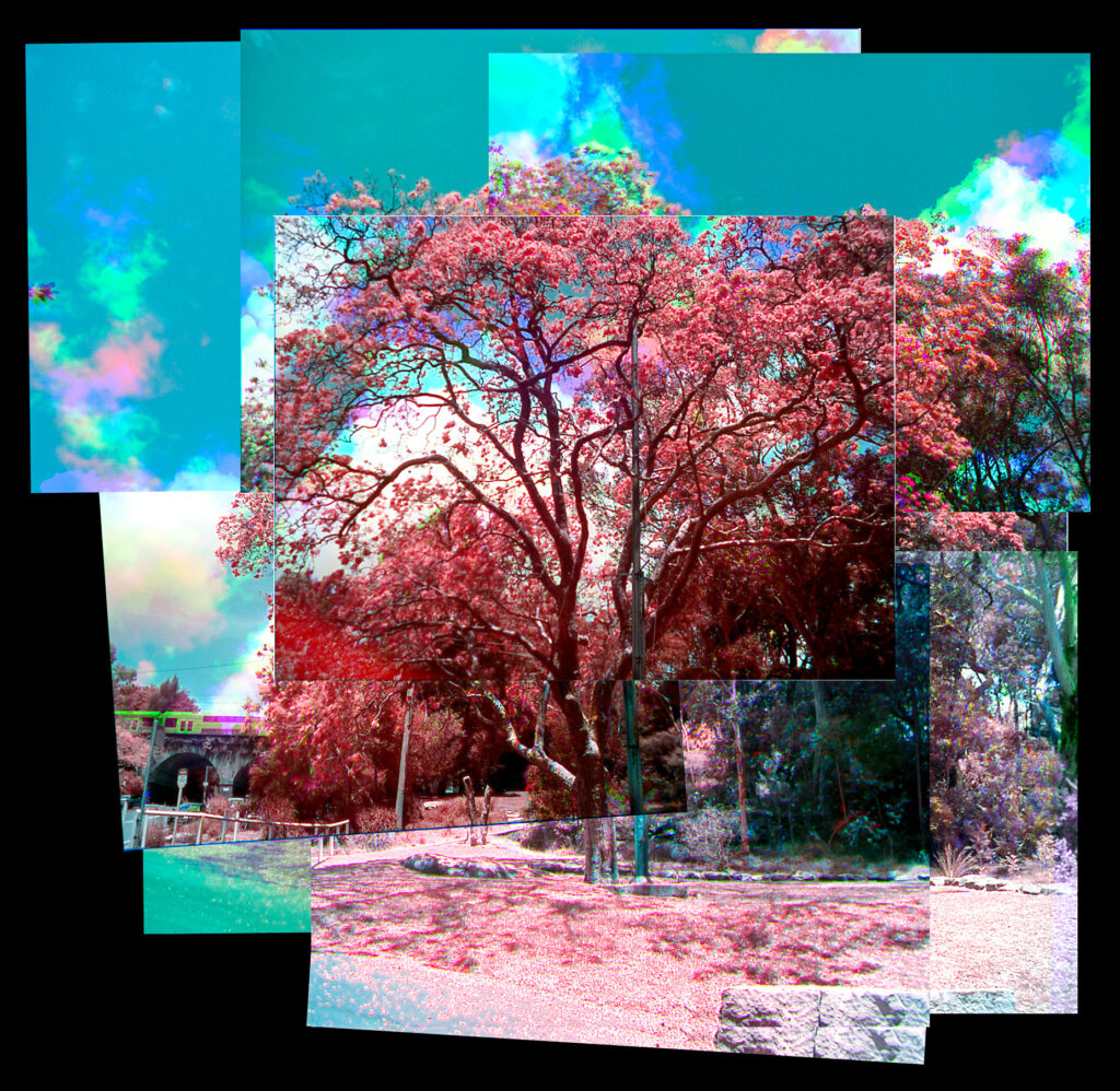 Infrared trichrome collage of a flowering tree